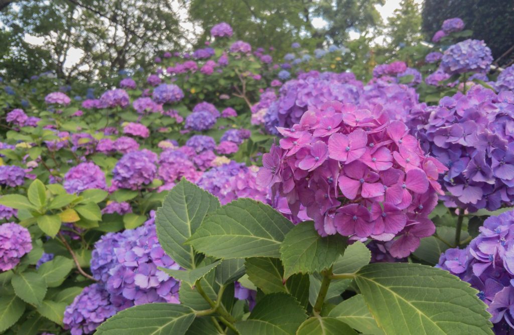 キラキラ 紫陽花ゼリー レシピあり 毎日美味しい季節のお菓子